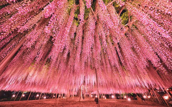 Earth Wisteria Flowers Park Tokyo Pink Flower HD Wallpaper | Background Image