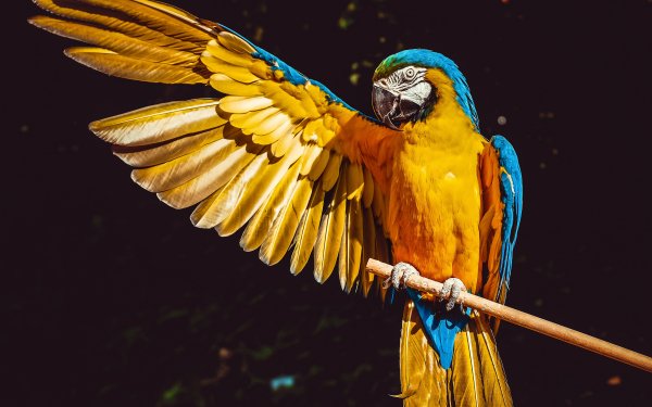Animal Blue-and-yellow Macaw Birds Parrots Macaw Parrot Bird Wings HD Wallpaper | Background Image