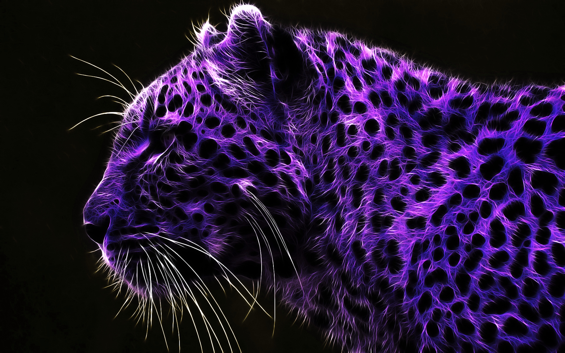 Leopard resting on a purple background.