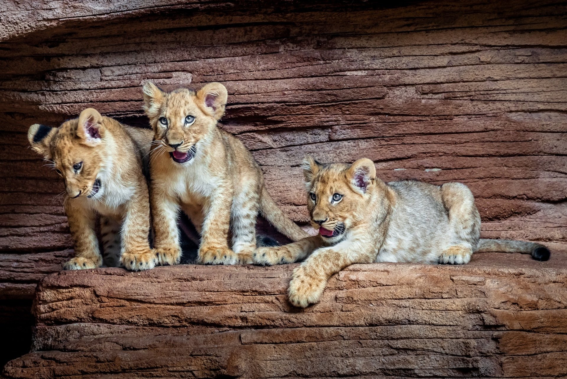 HD desktop wallpaper featuring three playful lion cubs resting and exploring on textured rock formations.