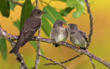 HD PC desktop wallpaper of a nightingale passerine with two fluffy baby chicks perched on a leafy branch against a soft green-yellow background.