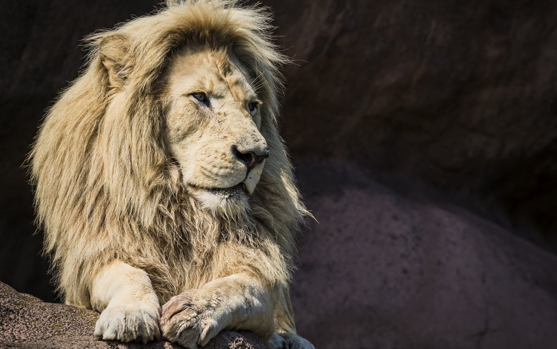 HD desktop wallpaper of a majestic white lion resting, showcasing its detailed mane and calm expression against a dark natural background.