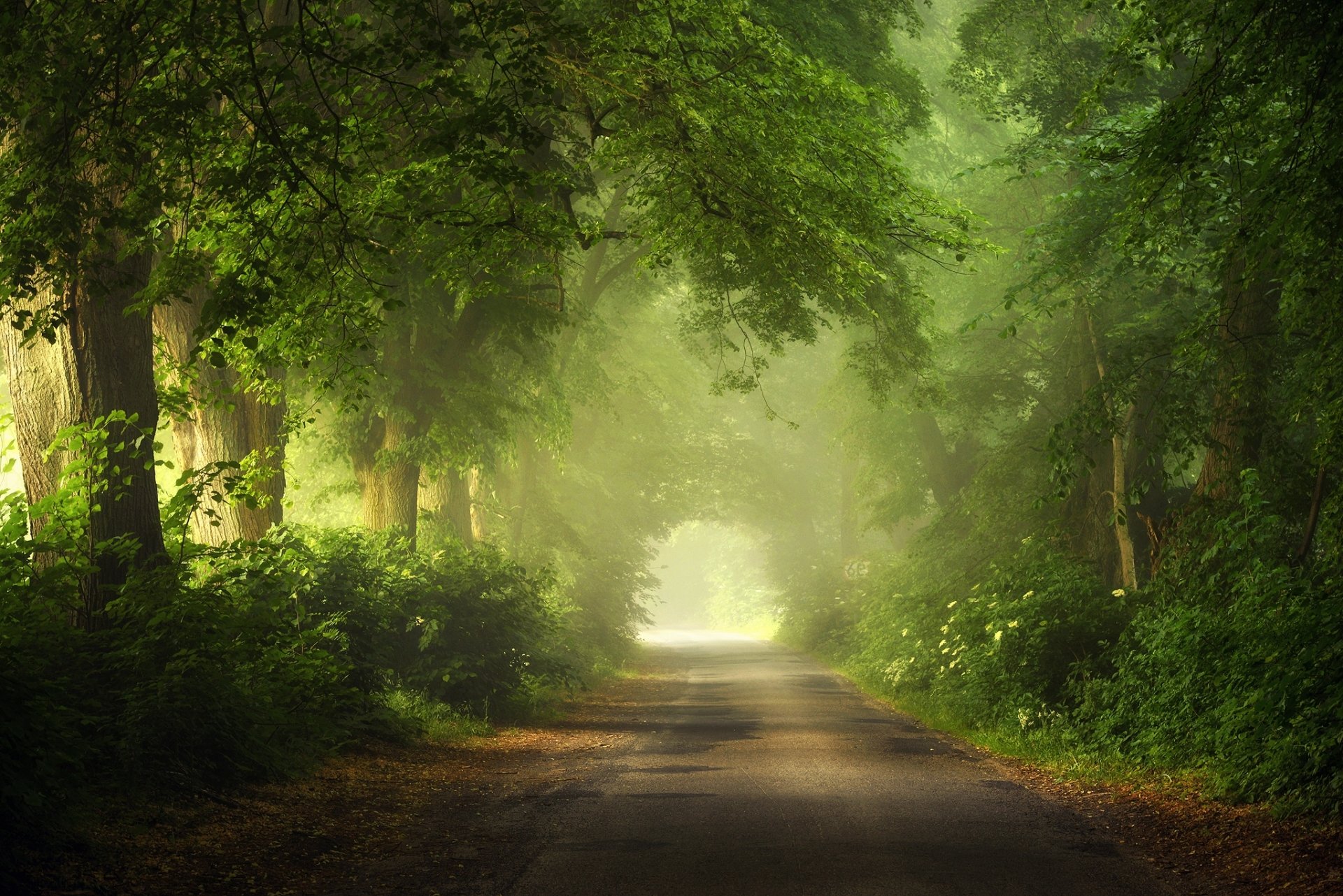 Download Fog Greenery Forest Nature Man Made Road HD Wallpaper