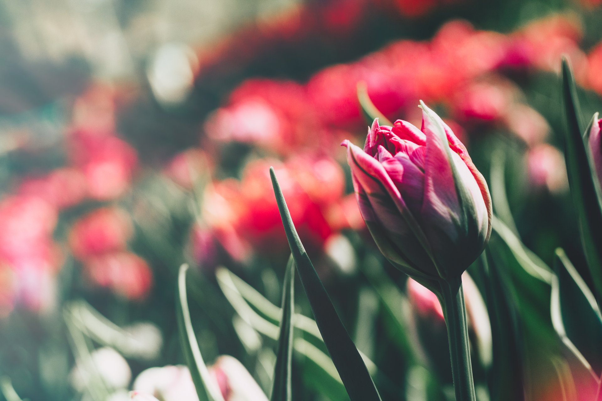 Download Pink Flower Macro Flower Nature Tulip 4k Ultra HD Wallpaper ...
