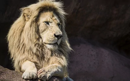 HD desktop wallpaper of a majestic white lion resting, showcasing its detailed mane and calm expression against a dark natural background.