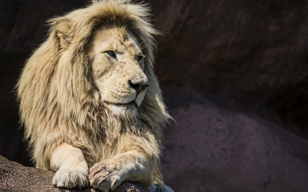 Animal Lion Cats White Lion HD Wallpaper | Background Image