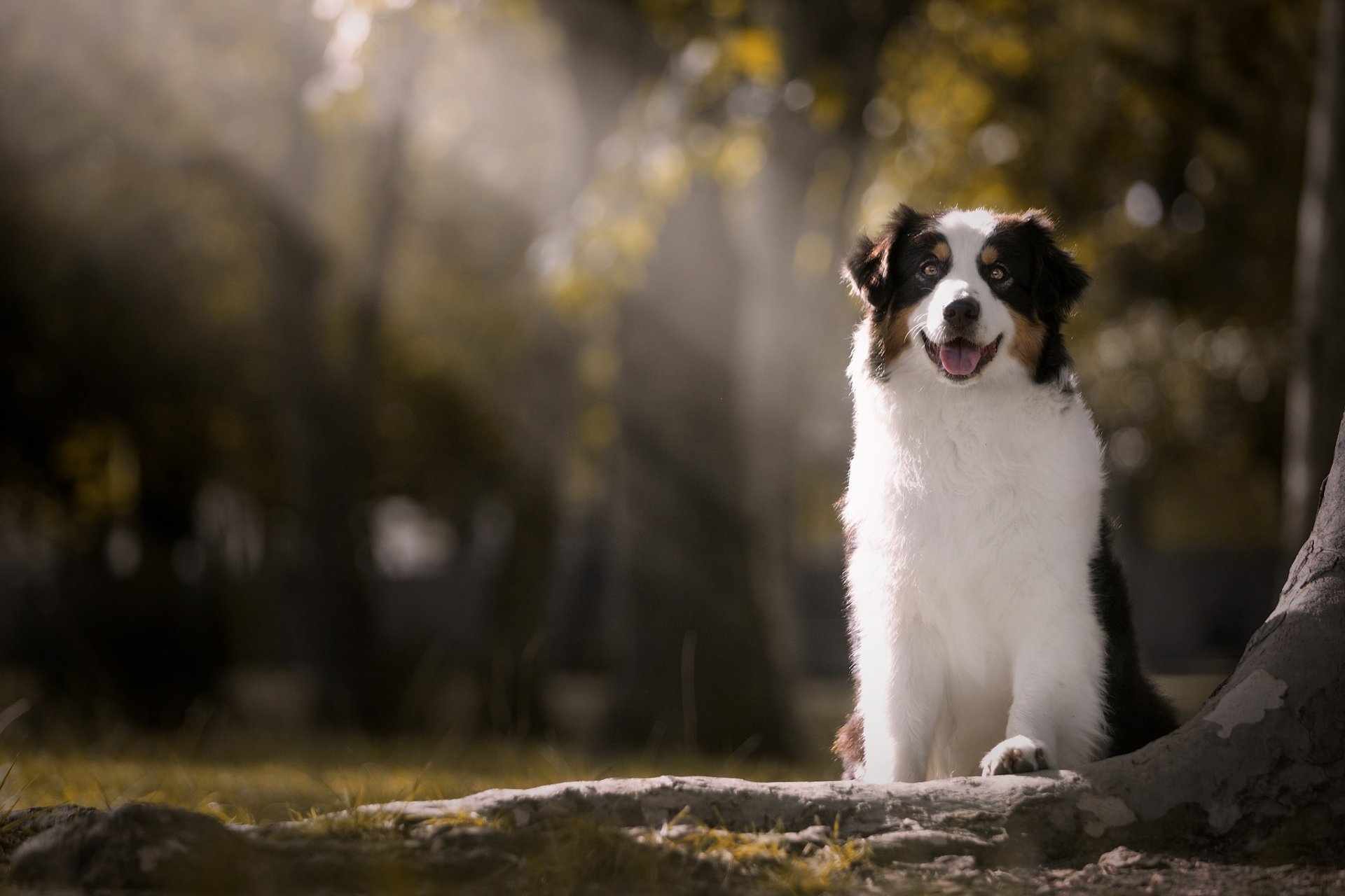 Animal Australian Shepherd HD Wallpaper