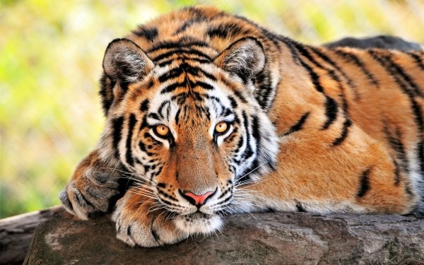 Animal Tiger Cats Bengal Tiger Resting Big Cat Wildlife predator HD Wallpaper | Background Image