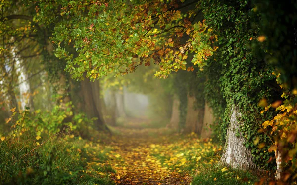 HD desktop wallpaper of a serene forest path in fall, framed by a vibrant canopy of green and yellow leaves, showcasing nature's peaceful beauty.