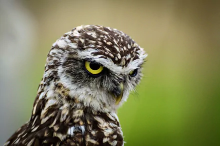 Close-up HD PC desktop wallpaper of a burrowing owl — a brown-and-white bird with piercing yellow eyes against a soft green background.
