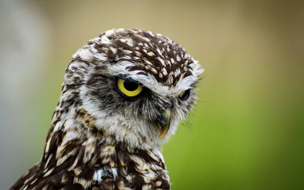 Close-up HD PC desktop wallpaper of a burrowing owl — a brown-and-white bird with piercing yellow eyes against a soft green background.