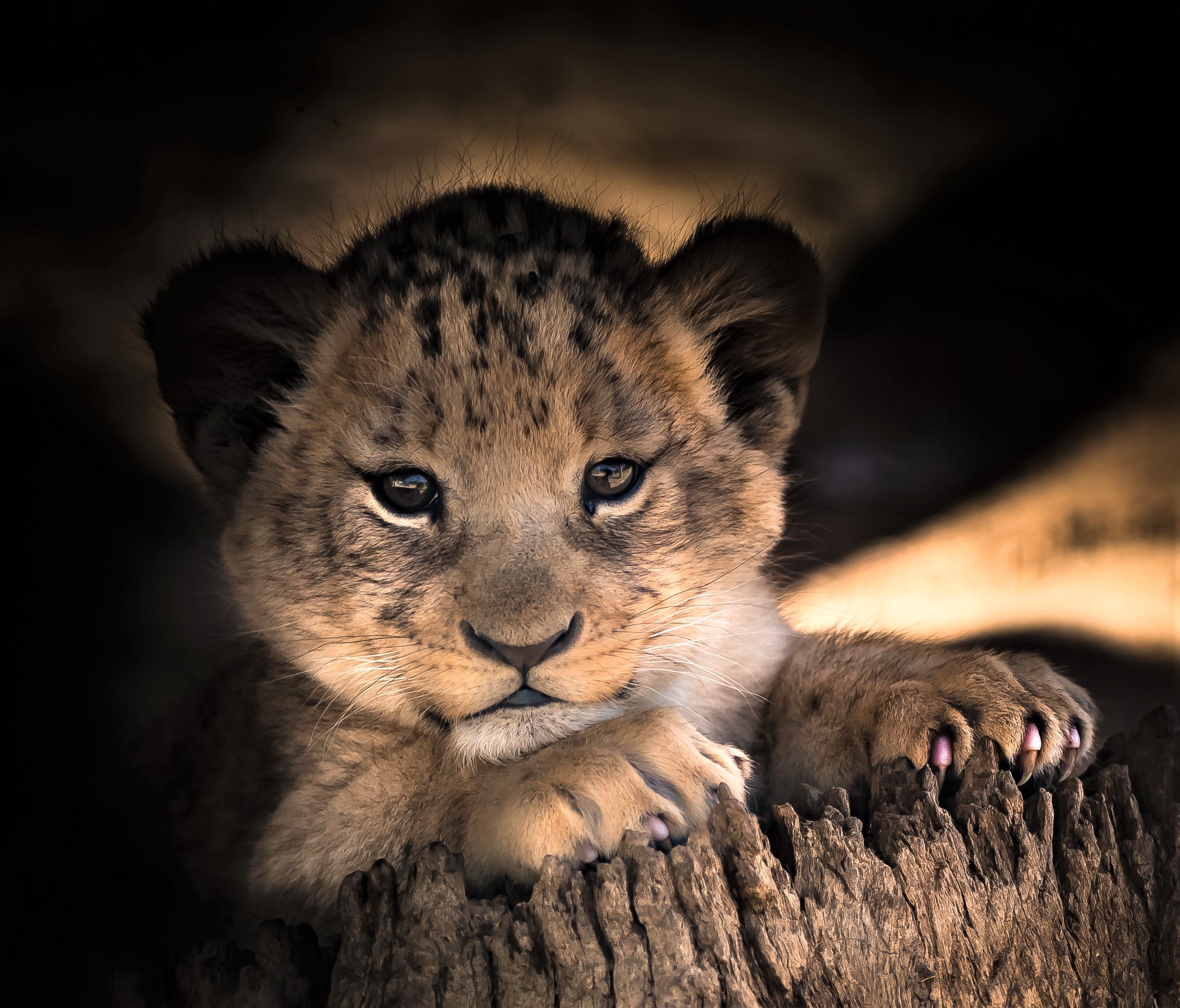 Adorable Lion Cub
