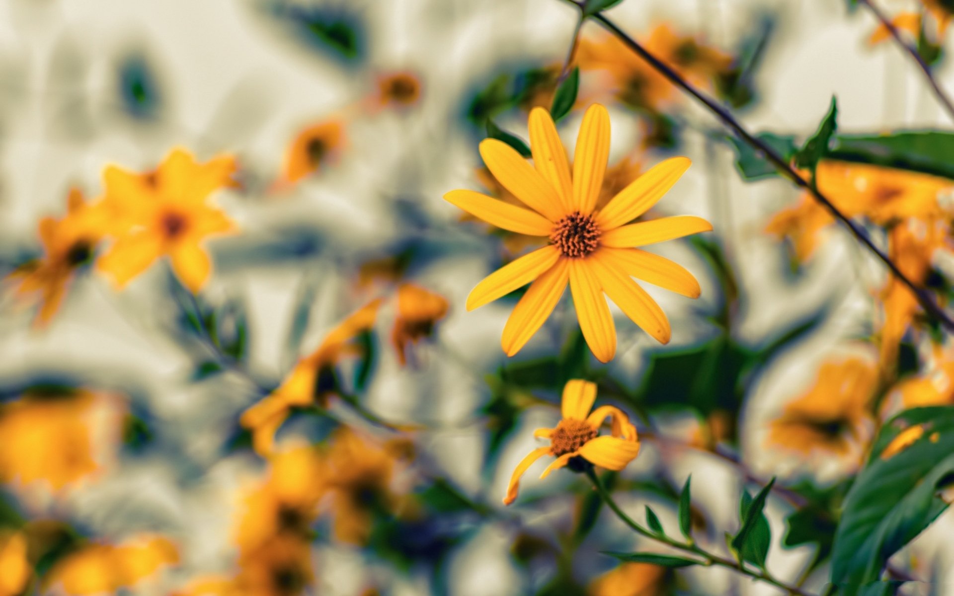 Download Yellow Flower Nature Flower HD Wallpaper