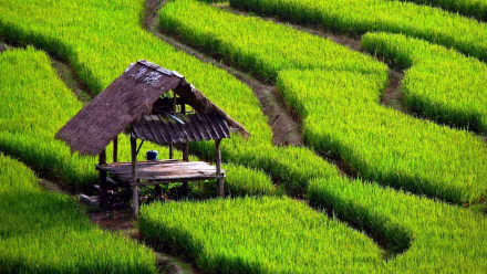 HD PC desktop wallpaper and background showing a man-made hut nestled in vibrant green terraced rice fields, a peaceful nature scene.