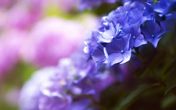 blue flower nature hydrangea HD Desktop Wallpaper | Background Image