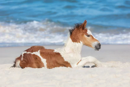 HD PC desktop wallpaper and background: a brown-and-white foal (baby horse) resting on white sand with gentle blue ocean waves behind.