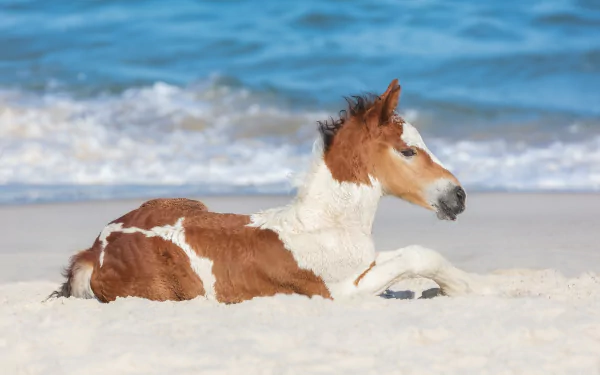 HD PC desktop wallpaper and background: a brown-and-white foal (baby horse) resting on white sand with gentle blue ocean waves behind.