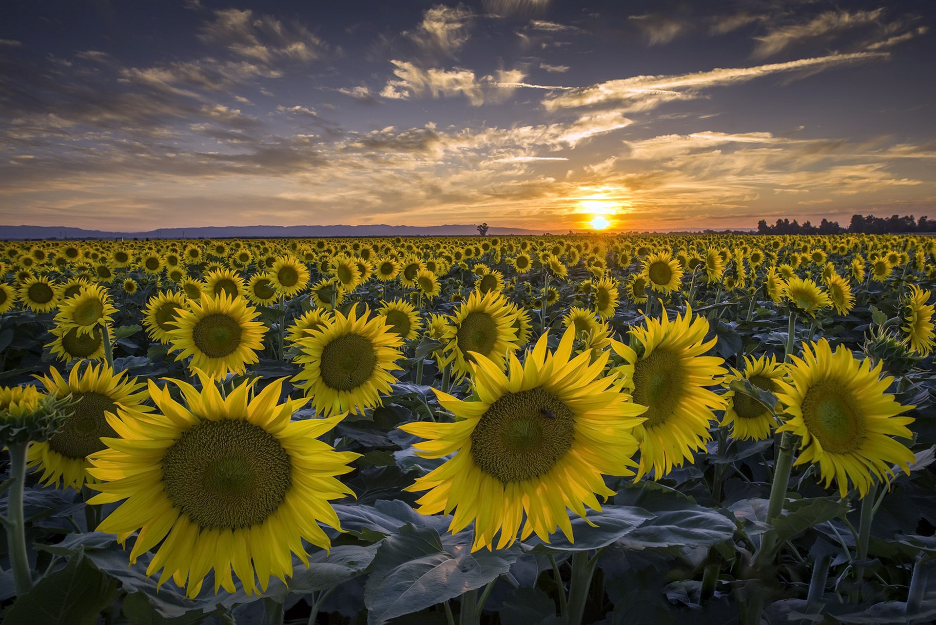 sommer-natur-natur-wiese-sommer