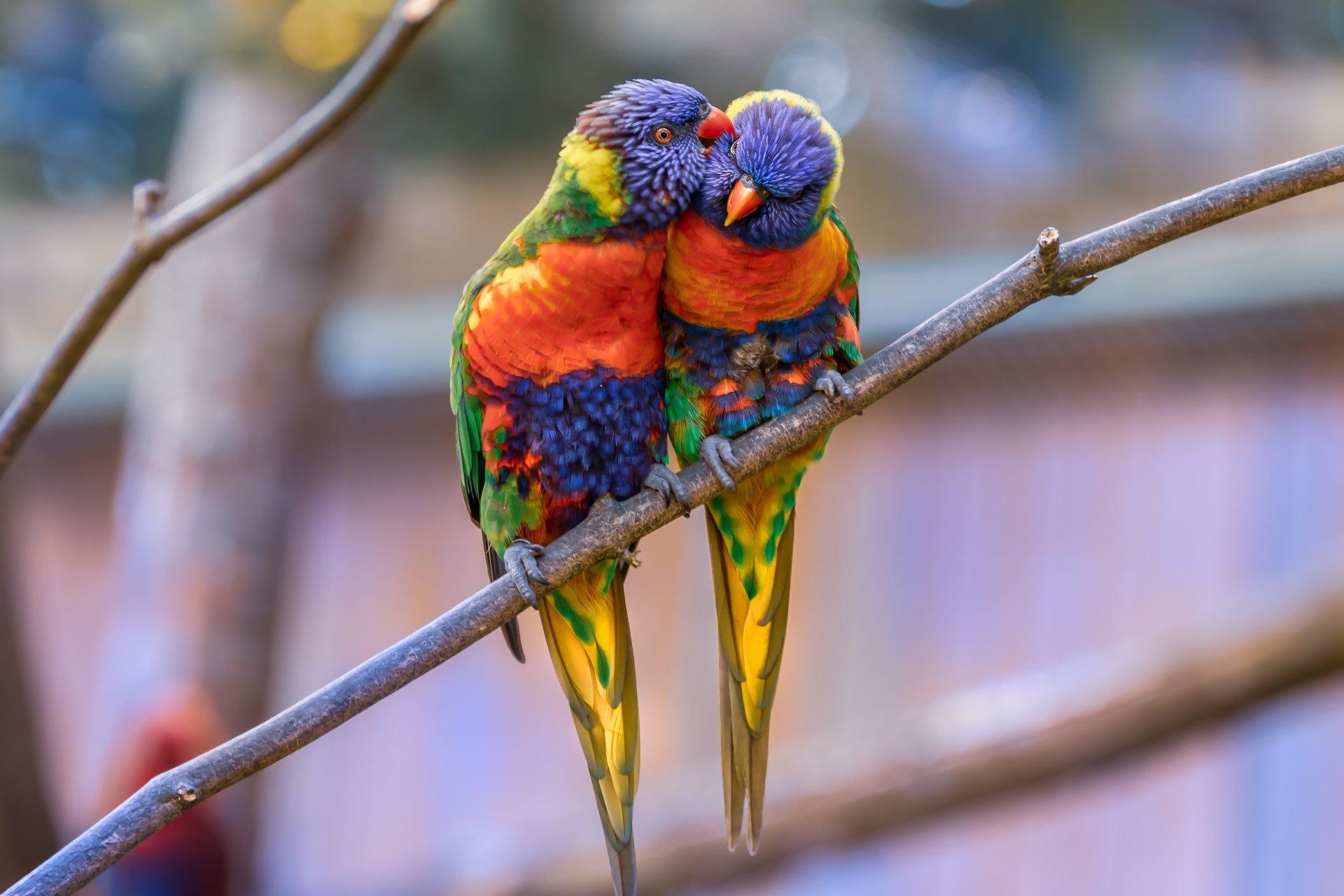 Two vibrant rainbow lorikeet parrots perched closely on a branch, displayed in sharp 4K Ultra HD quality as a striking PC desktop wallpaper.