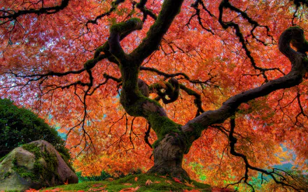 A vibrant Japanese garden in fall showcasing a sprawling tree with fiery red leaves, captured in stunning 4K Ultra HD as a serene nature desktop wallpaper.
