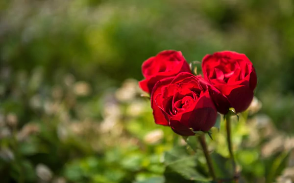 red flower red rose nature rose HD Desktop Wallpaper | Background Image