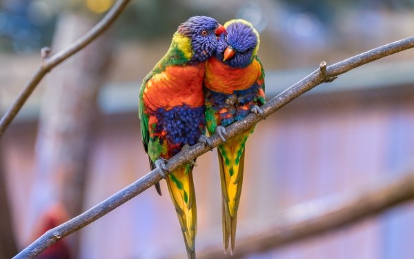Animal Rainbow Lorikeet Birds Parrots Wildlife Bird Parrot HD Wallpaper | Background Image