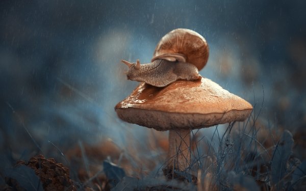 Animal Snail Rain Macro Mushroom Fall HD Wallpaper | Background Image