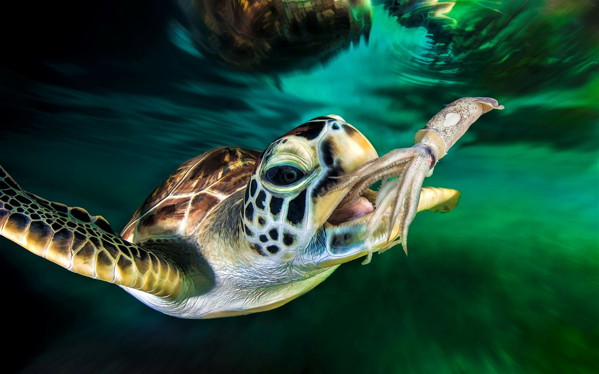 Loggerhead Sea Turtle Eating