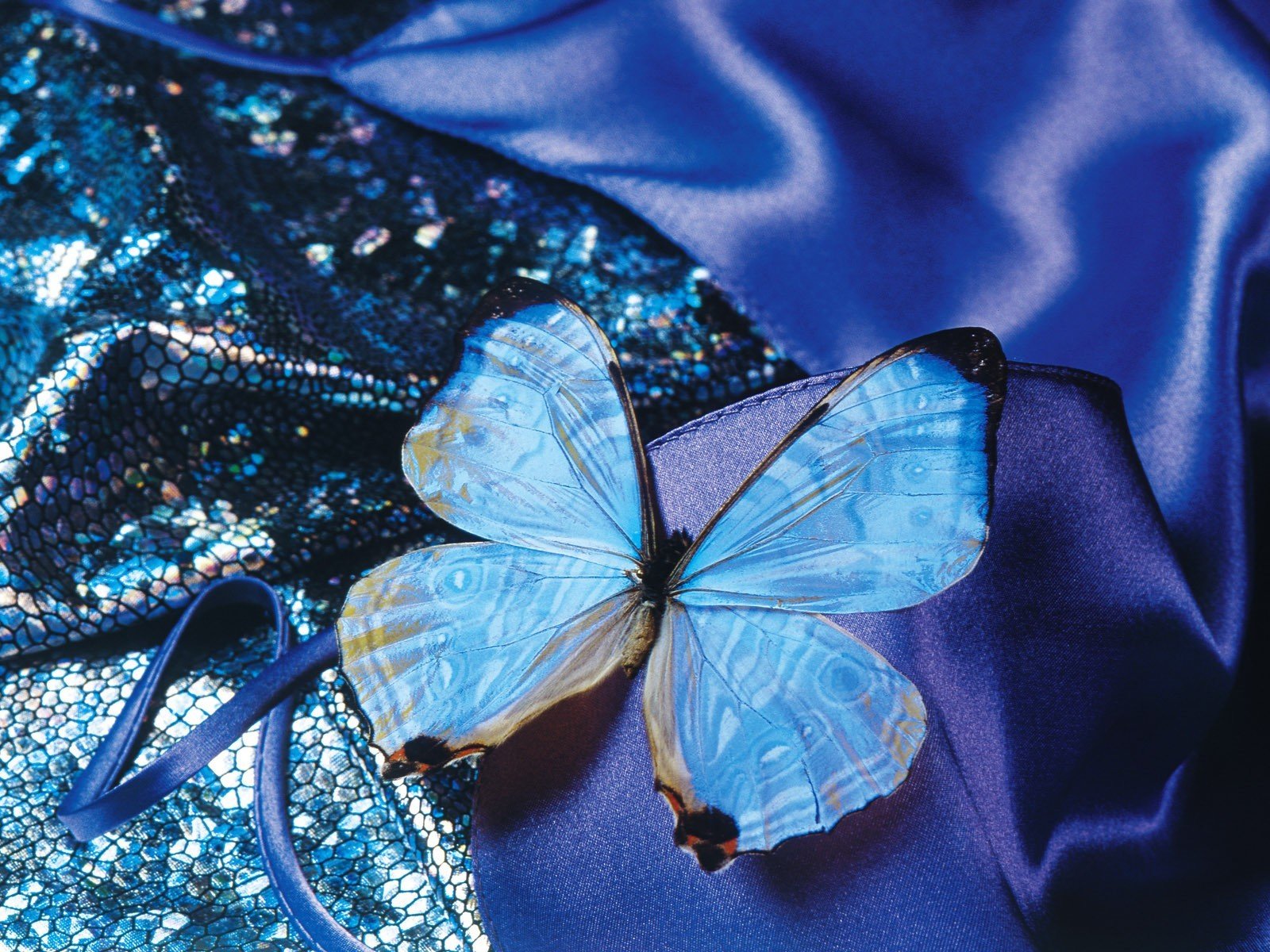 Elegant Butterfly: A Stunning HD Wallpaper Experience