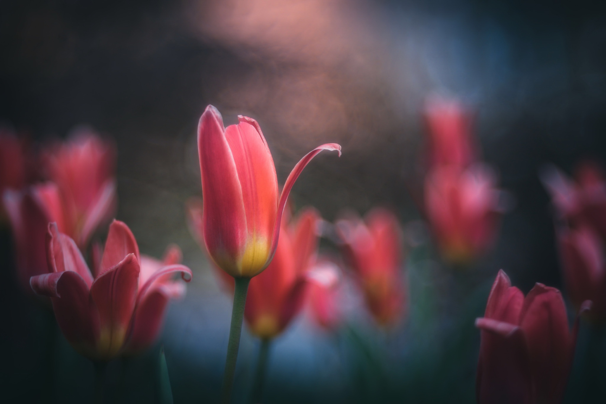 Tulipa Sprengeri