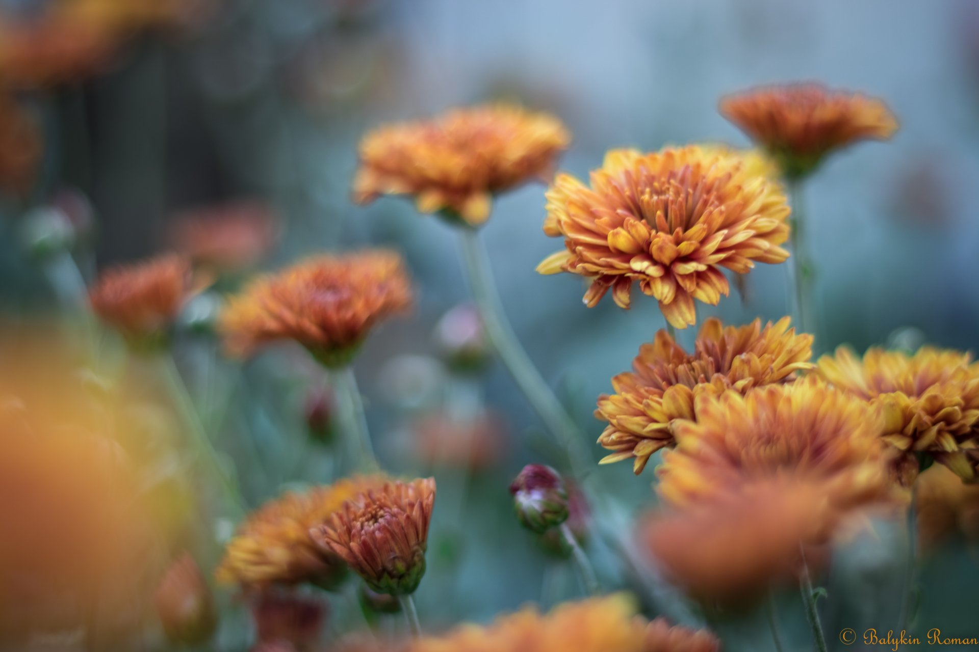 Download Nature Flower 4k Ultra HD Wallpaper by Vergilius