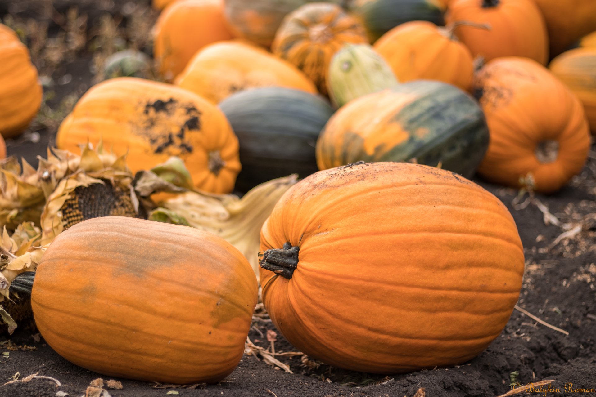 Download Food Pumpkin 4k Ultra HD Wallpaper by Vergilius