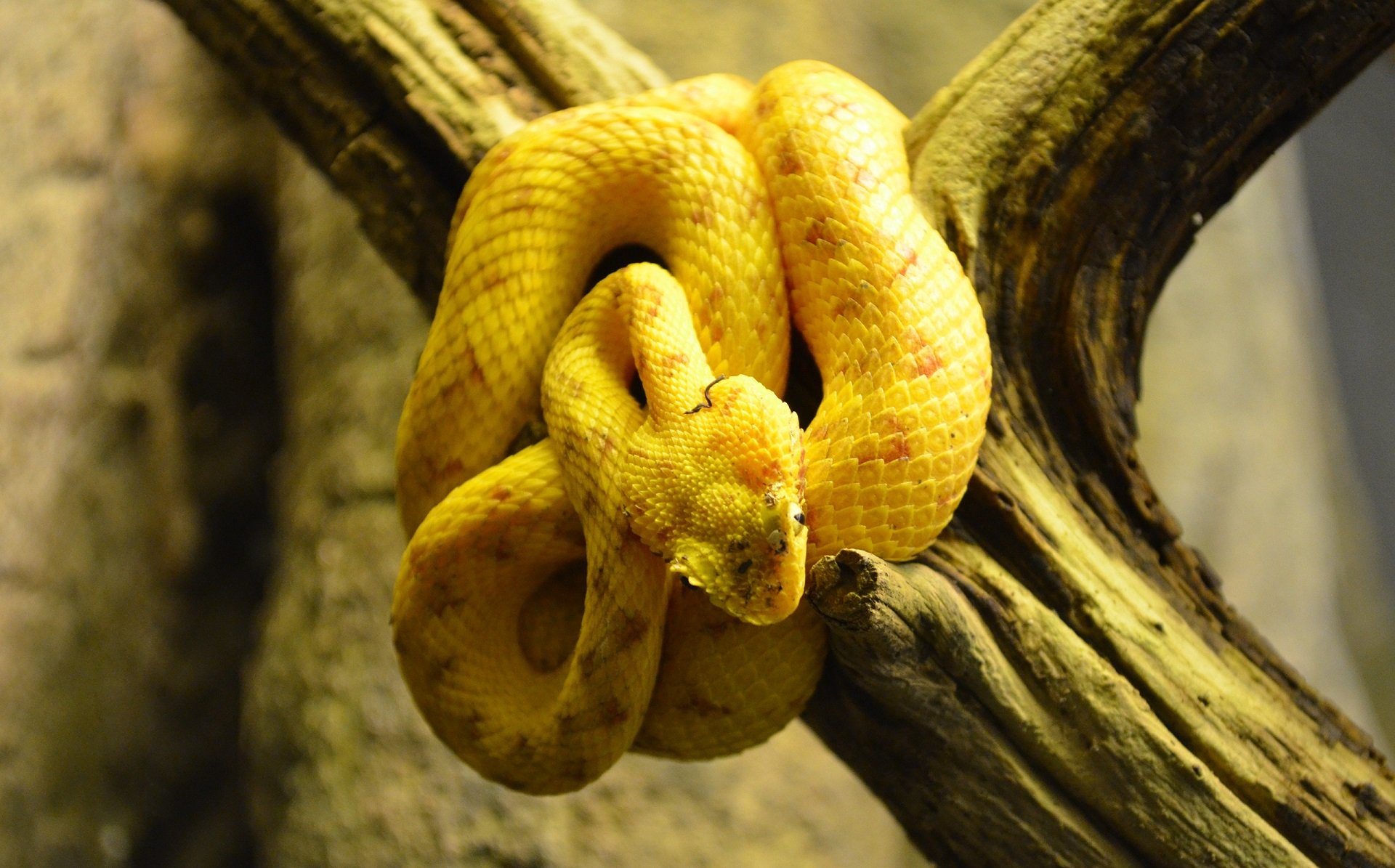 Download Eyelash Viper Snake Animal Viper HD Wallpaper