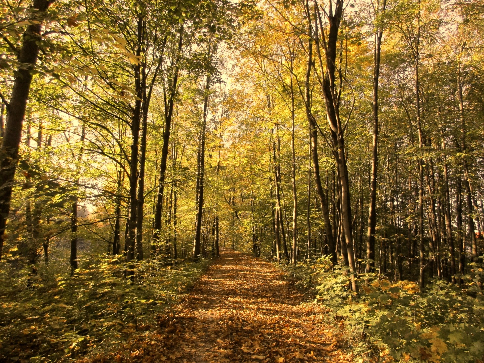 4K Ultra HD desktop wallpaper of a sunlit path winding through a dense forest with tall trees in vibrant fall colors.