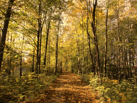4K Ultra HD desktop wallpaper of a sunlit path winding through a dense forest with tall trees in vibrant fall colors.