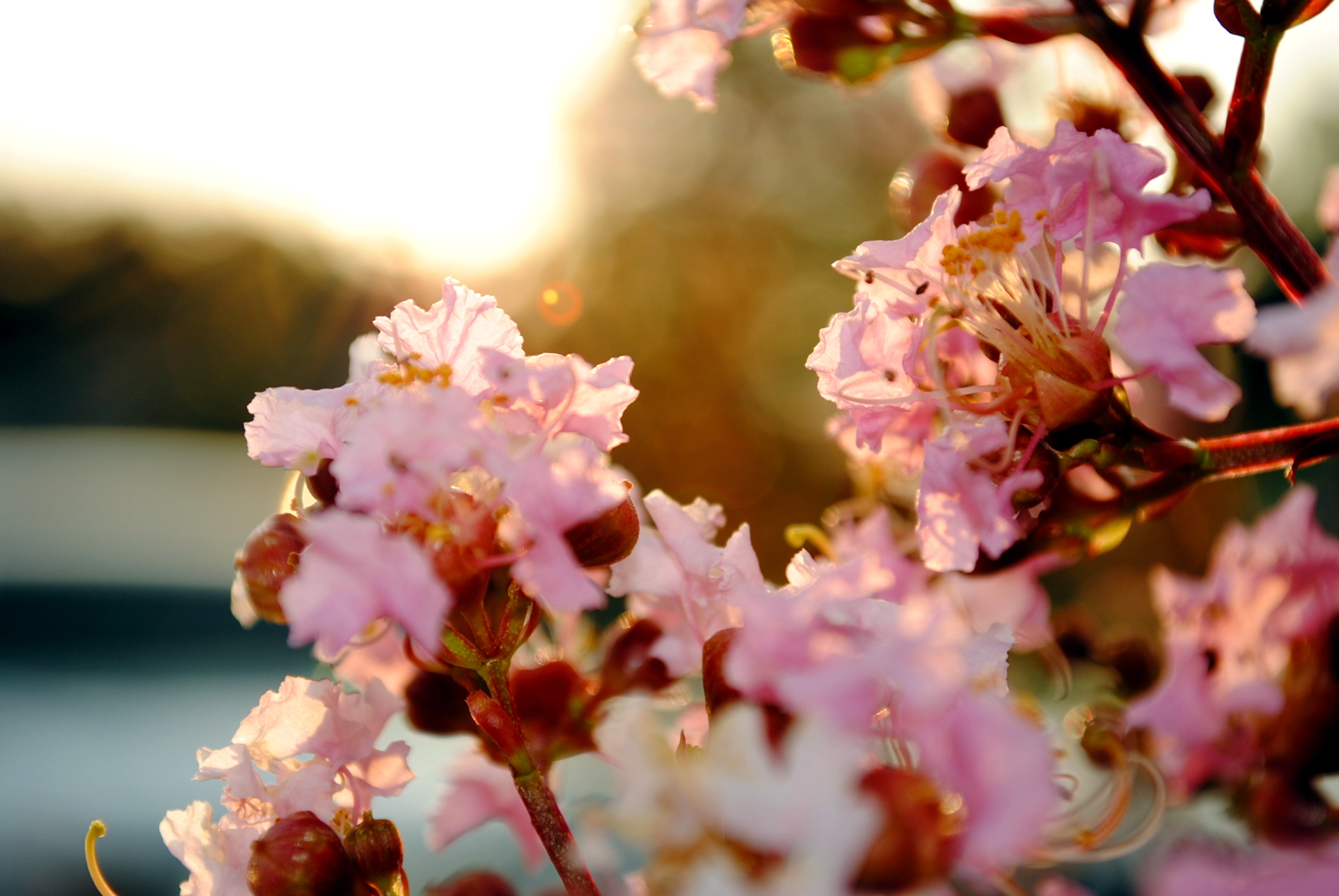 Nature Blossom HD Wallpaper | Background Image