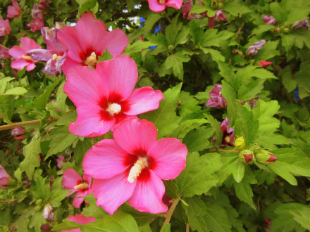 nature hibiscus HD Desktop Wallpaper | Background Image