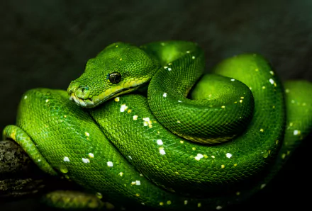 Close-up of a vibrant green python coiled on a branch, showcasing detailed scales and texture in this 4K Ultra HD reptile wallpaper.