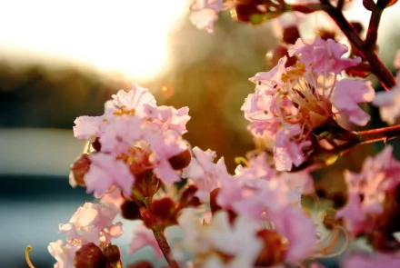 HD desktop wallpaper featuring pastel pink cherry blossoms (sakura) in full bloom, with warm sunlight in the background, capturing the beauty of spring and nature.