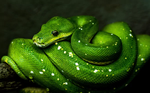Close-up of a vibrant green python coiled on a branch, showcasing detailed scales and texture in this 4K Ultra HD reptile wallpaper.