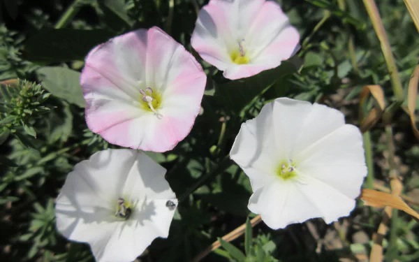 nature Bindweed HD Desktop Wallpaper | Background Image