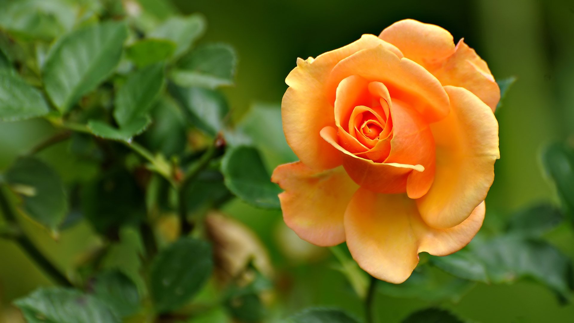 Rose HD Wallpaper by C.Knight