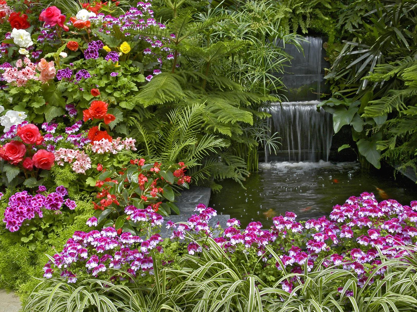 Colorful begonia, serene waterfall, vibrant geranium, and lush fern create a captivating desktop wallpaper by C.Knight.