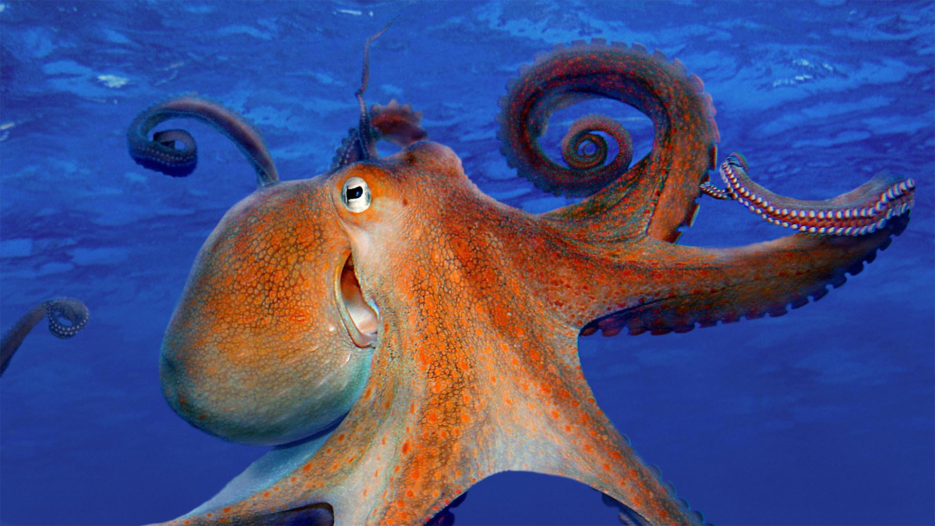 Осьминог это животное или нет. Осьминог Octopus vulgaris. Осьминог Дофлейна Камчатка. Двужаберные головоногие моллюски. Морские жители.
