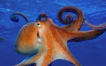 29 Octopus HD Wallpapers | Background Images - Wallpaper Abyss