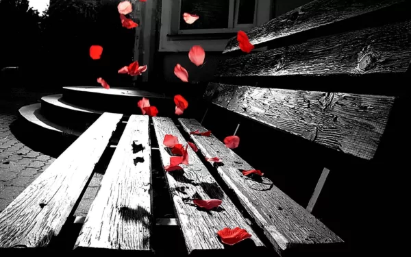A beautifully crafted bench captures scattered red rose petals against a striking black-and-white background, creating a serene and artistic desktop wallpaper.