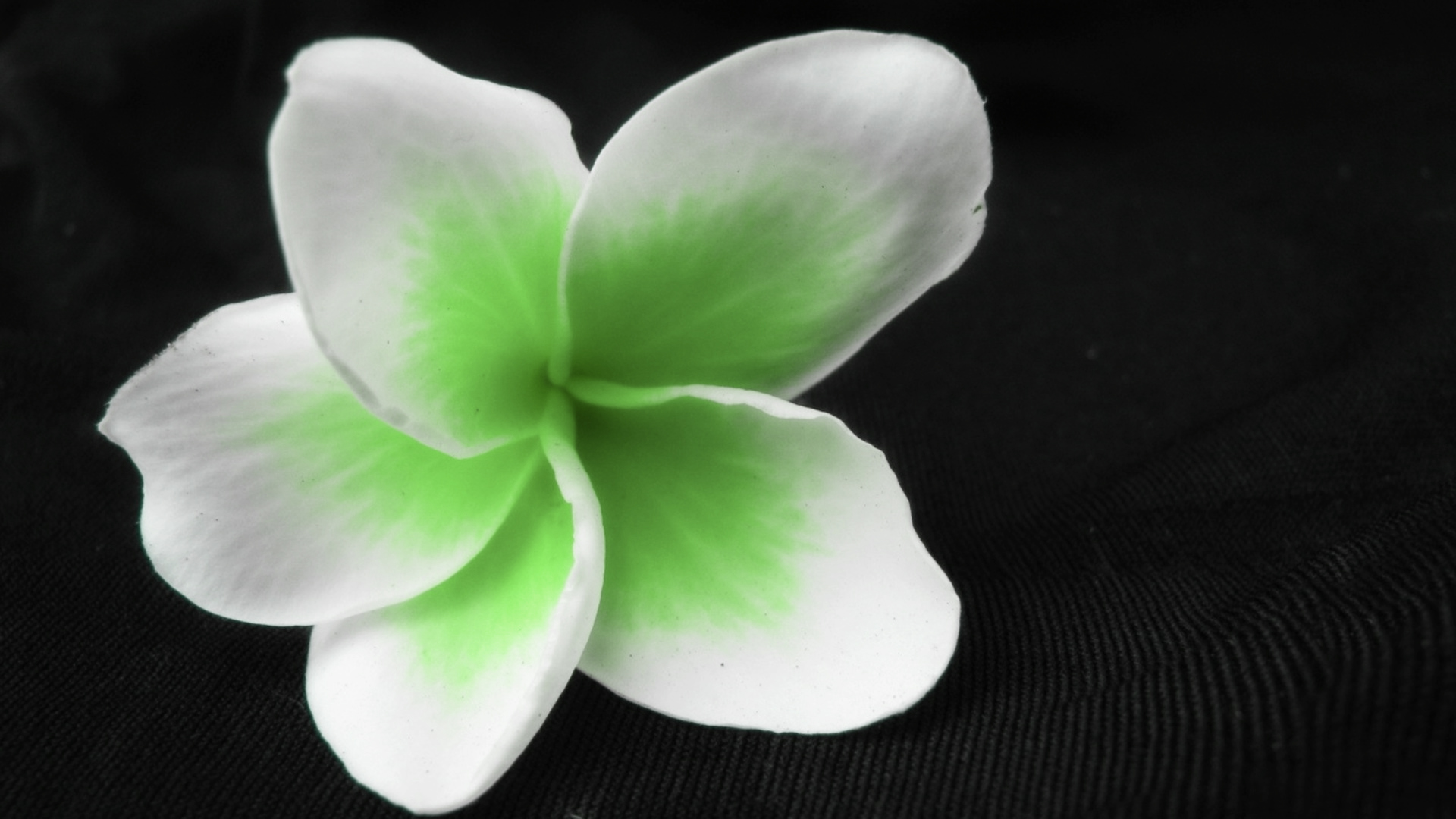 Download White Green Nature Flower HD Wallpaper