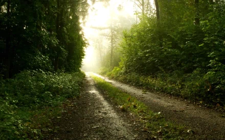 A serene forest path bathed in soft sunlight, surrounded by lush greenery. This HD nature wallpaper captures the tranquil beauty of a misty woodland trail.