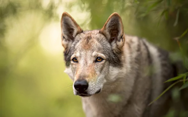 Close-up of a Czechoslovakian wolfdog in a natural green setting, showcasing its wolf-like features in this HD PC desktop wallpaper.