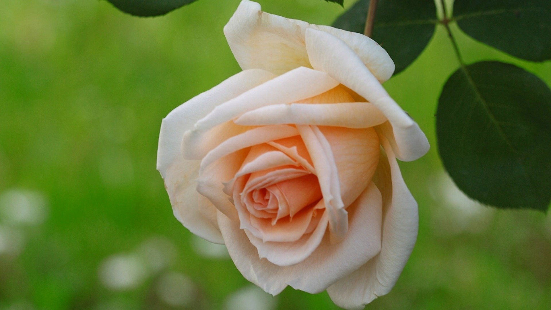 HD PC desktop wallpaper/background: soft peach rose in close-up with dewy leaves and a blurred green nature backdrop.